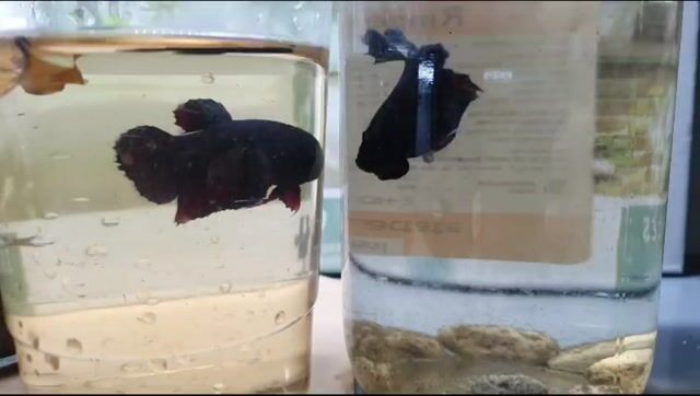 HN-Xiêm Đá, Betta Halfmoon,Fancy 33-39 lúa. Mua bán Thú cưng khác tại Quận Hai Bà Trưng Hà Nội được đăng bởi Thành Trung hình 1
