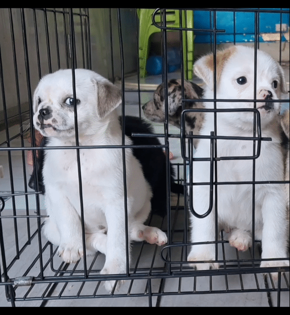 bán bé pug lai mập ú dễ thương. Mua bán Chó tại Thành phố Thủ Đức Tp Hồ Chí Minh được đăng bởi Nguyễn thúy hình 1