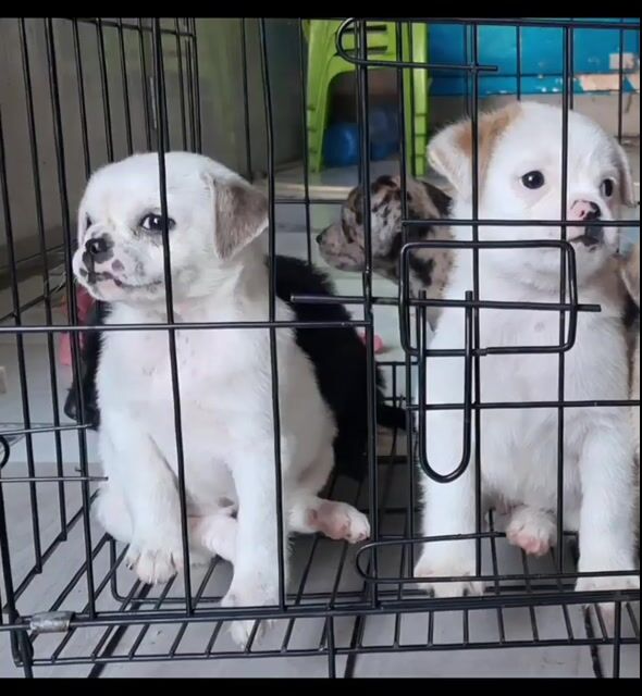 bán bé pug lai mập ú dễ thương. Mua bán Chó tại Thành phố Thủ Đức Tp Hồ Chí Minh được đăng bởi Nguyễn thúy hình 1