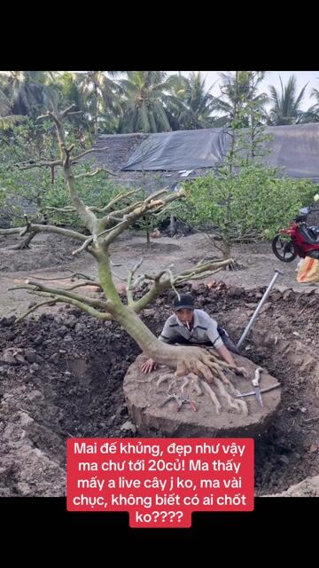 Mai vàng dáng xuyên thân xoắn 60-70cm. Mua bán Cây cảnh, đồ trang trí tại Huyện Châu Thành Trà Vinh được đăng bởi Gà Đá 84 hình 1