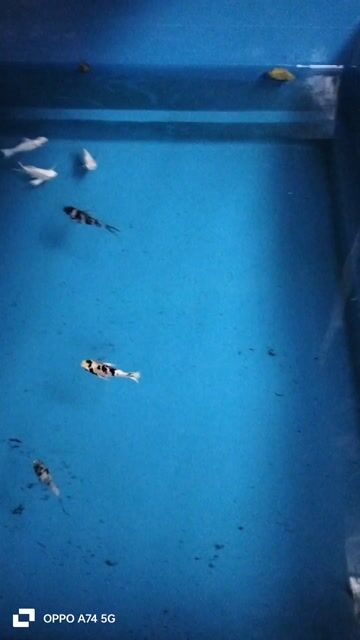 Cá cảnh Molly đủ màu. Mua bán Thú cưng khác tại Huyện Duy Xuyên Quảng Nam được đăng bởi Sơn hình 1