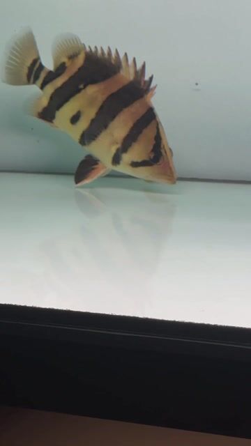 Cá Hổ Indo 3S. Mua bán Thú cưng khác tại Thành phố Thủ Đức Tp Hồ Chí Minh được đăng bởi tri hình 1