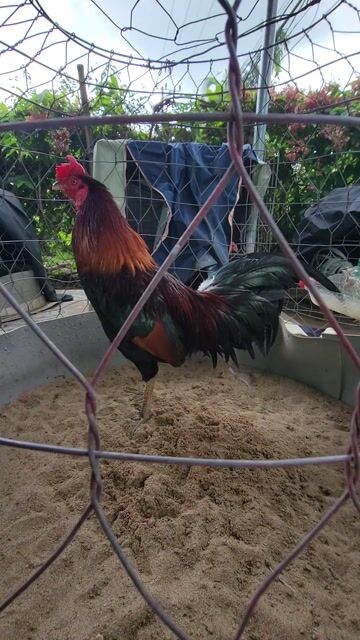 Gà chọi Đực Gà tơ 3kg  zin bao ae tật lỗi. Mua bán Gà tại Huyện Mỹ Tú Sóc Trăng được đăng bởi Bình Gà hình 1
