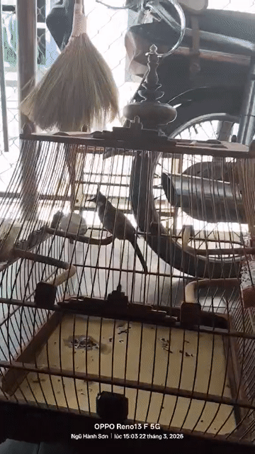Chim chào mào thuần lồng. Mua bán Chim tại Huyện Hòa Vang Đà Nẵng được đăng bởi kun hình 1