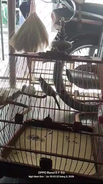 Chim chào mào thuần lồng. Mua bán Chim tại Huyện Hòa Vang Đà Nẵng được đăng bởi kun hình 1