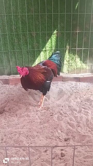 Gà chọi 2.8kg Đỏ đen. Mua bán Gà tại Huyện Thanh Bình Đồng Tháp được đăng bởi T gà cỏ hình 1