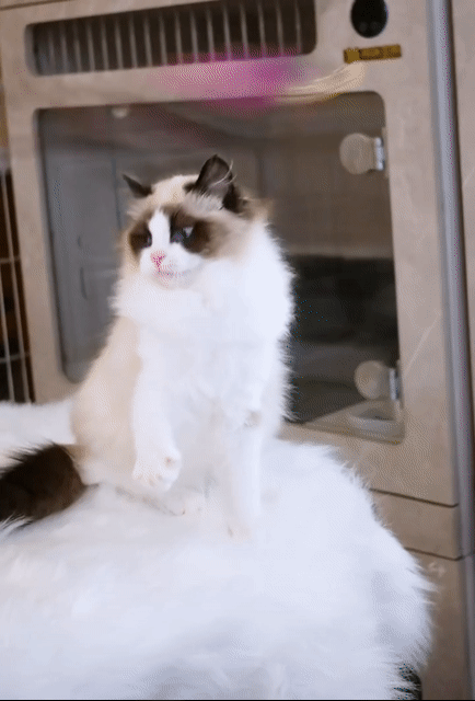 Mèo Ragdoll Cái 5 tháng Đậm Màu Nhập Trung. Mua bán Mèo tại Quận Nam Từ Liêm Hà Nội được đăng bởi Đại Ngọc ChamMiloHouse hình 1