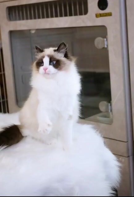 Mèo Ragdoll Cái 5 tháng Đậm Màu Nhập Trung. Mua bán Mèo tại Quận Nam Từ Liêm Hà Nội được đăng bởi Đại Ngọc ChamMiloHouse hình 1