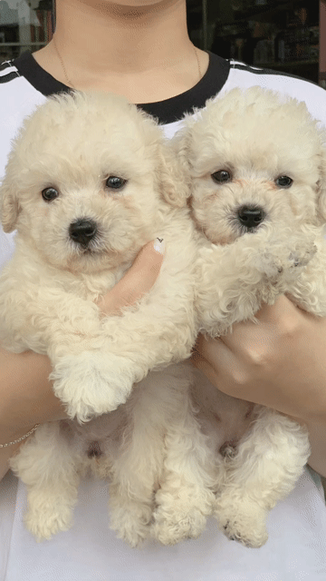 Poodle tiny thuần chuẩn đà nẵng , giá rẻ. Mua bán Chó tại Quận Thanh Khê Đà Nẵng được đăng bởi Thy Thy hình 1