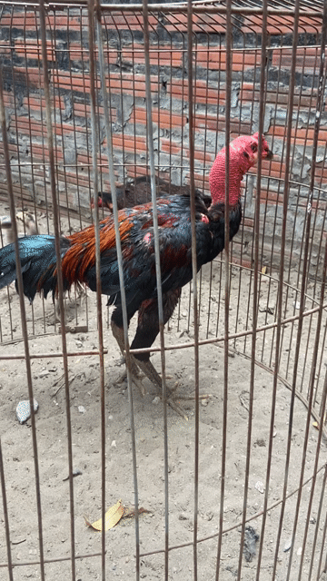 Gà trống khoẻ mạnh. Mua bán Gà tại Huyện Đan Phượng Hà Nội được đăng bởi Hưng phùng hình 1