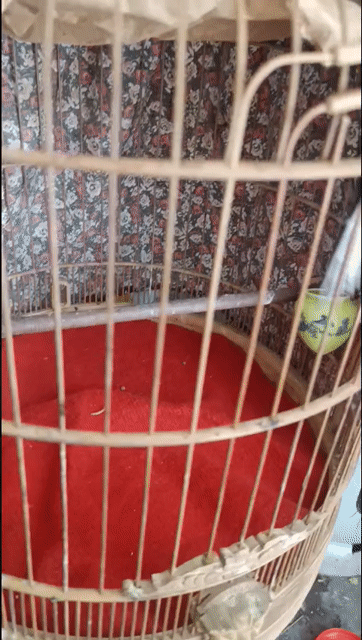 Chuyền Xoè Toét háng. Mua bán Chim tại Quận Gò Vấp Tp Hồ Chí Minh được đăng bởi GAS BẾP GIÁ SỈ TOÀN QUỐC  hình 1