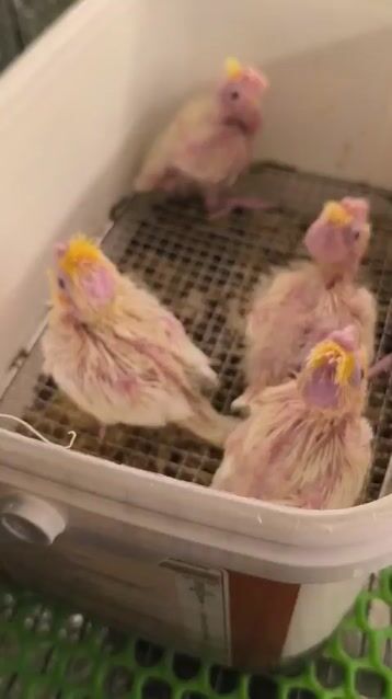 VẸT COCKATIEL LUTINO. Mua bán Chim tại Quận Gò Vấp Tp Hồ Chí Minh được đăng bởi Phương Mai hình 1