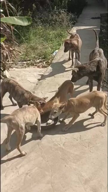 Chó Phú Quốc 4 tháng Đực Cái. Mua bán Chó tại Huyện Gò Công Tây Tiền Giang được đăng bởi Tài Mập hình 1