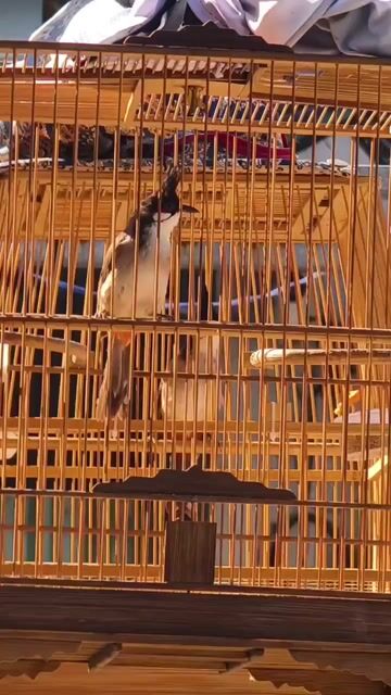 Chim chào mào non 2 tháng. Mua bán Chim tại Quận 12 Tp Hồ Chí Minh được đăng bởi kv hình 1