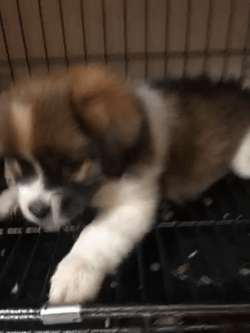 Bán bé cún siêu cute hột me. Mua bán Chó tại Quận Hà Đông Hà Nội được đăng bởi DuyanhdZ hình 1