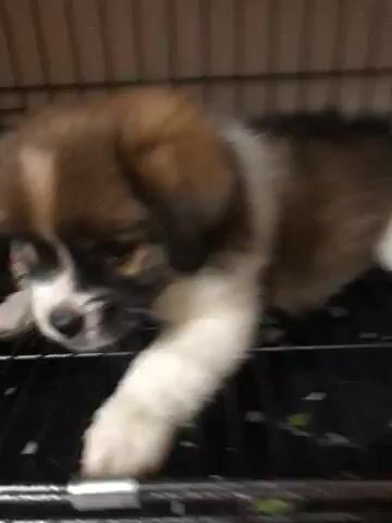 Bán bé cún siêu cute hột me. Mua bán Chó tại Quận Hà Đông Hà Nội được đăng bởi DuyanhdZ hình 1