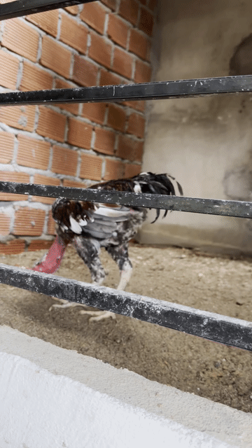 Gà chọi Xám 8 tháng. Mua bán Gà tại Quận Ngũ Hành Sơn Đà Nẵng được đăng bởi Lai gà tam kỳ  hình 1