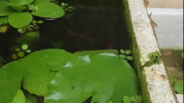 Cá cảnh Đỏ, xanh. Mua bán Thú cưng khác tại Huyện Trảng Bom Đồng Nai được đăng bởi Văn Trần hình 1