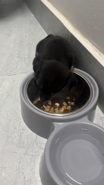 Chó lai phốc mini  3 tháng tuổi. Mua bán Chó tại Thành phố Thủ Đức Tp Hồ Chí Minh được đăng bởi Gia Hân hình 1