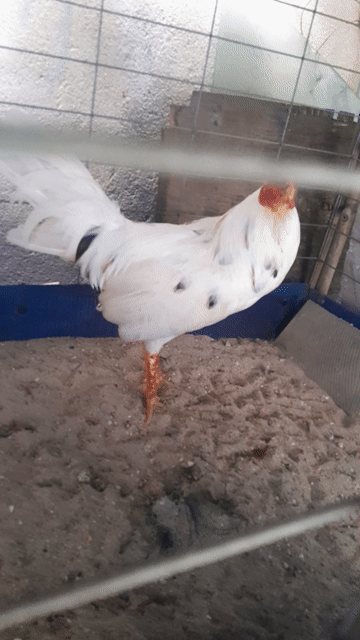 Gà trống trắng 1.25kg 6.5 tháng. Mua bán Gà tại Quận 12 Tp Hồ Chí Minh được đăng bởi Tung Nguyen hình 1