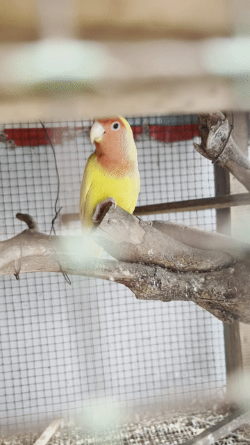 Chim Lovebird Lutino Vàng mắt đỏ 5 con. Mua bán Chim tại Huyện Củ Chi Tp Hồ Chí Minh được đăng bởi bình Phan hình 1