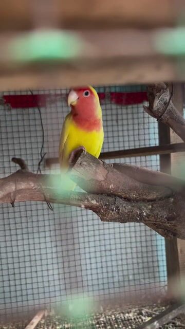 Chim Lovebird Lutino Vàng mắt đỏ 5 con. Mua bán Chim tại Huyện Củ Chi Tp Hồ Chí Minh được đăng bởi bình Phan hình 1