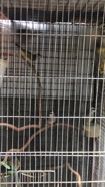 Chim chao chảo mặt trắng hót hay. Mua bán Chim tại Quận Ninh Kiều Cần Thơ được đăng bởi luân pham hình 1