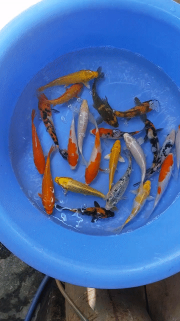 Cá Koi F1 mini 5-20cm. Mua bán Thú cưng khác tại Thành phố Thủ Đức Tp Hồ Chí Minh được đăng bởi Thien Hoang hình 1