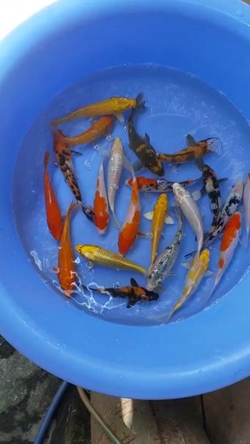 Cá Koi F1 mini 5-20cm. Mua bán Thú cưng khác tại Thành phố Thủ Đức Tp Hồ Chí Minh được đăng bởi Thien Hoang hình 1