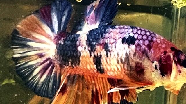 koi Đa sắc. Mua bán Thú cưng khác tại Quận Bình Thạnh Tp Hồ Chí Minh được đăng bởi Hiếu hình 1