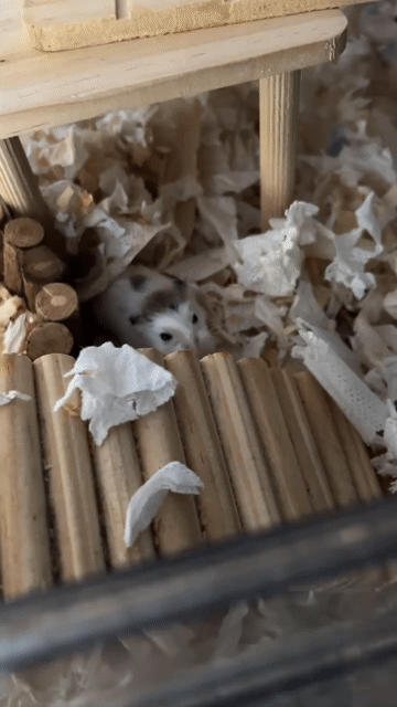 Chuột Hamster Nâu Cả hai. Mua bán Thú cưng khác tại Huyện Phú Tân An Giang được đăng bởi Hamster Pet hình 1