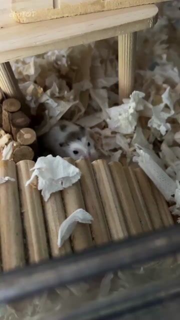 Chuột Hamster Nâu Cả hai. Mua bán Thú cưng khác tại Huyện Phú Tân An Giang được đăng bởi Hamster Pet hình 1