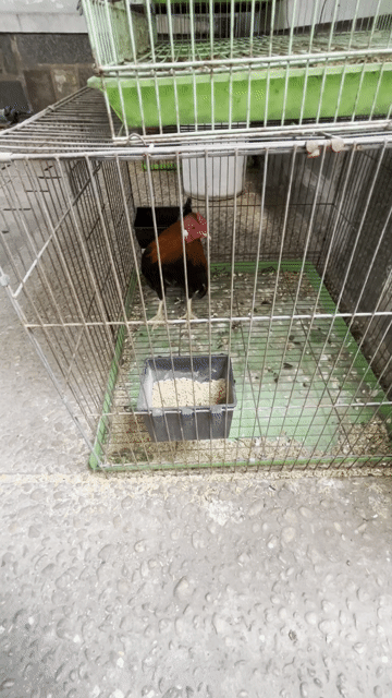 Gà tre Bắc tít mini. Mua bán Gà tại Quận 3 Tp Hồ Chí Minh được đăng bởi bán ga tre bắc hình 1