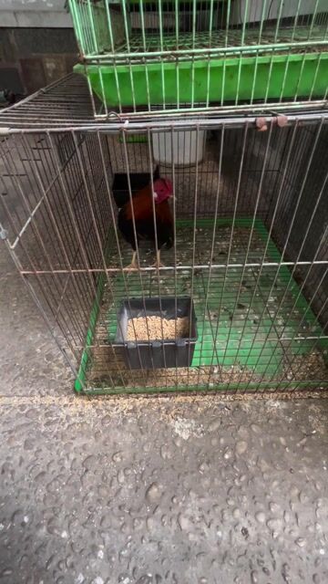 Gà tre Bắc tít mini. Mua bán Gà tại Quận 3 Tp Hồ Chí Minh được đăng bởi bán ga tre bắc hình 1