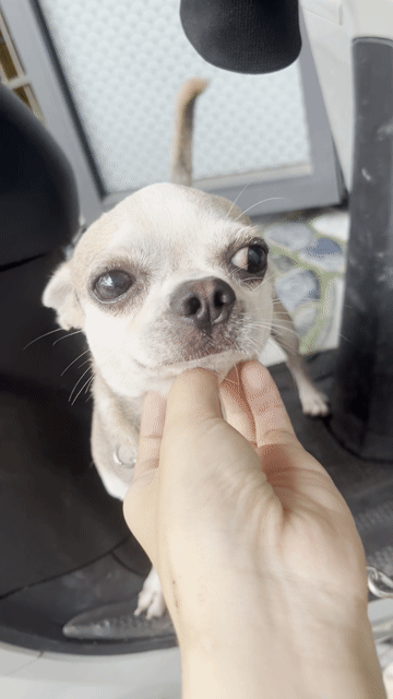 Chó Chihuahua đực 1 tuổi gưỡi biết giữ nhà. Mua bán Chó tại Huyện Vĩnh Cửu Đồng Nai được đăng bởi hương  hình 1