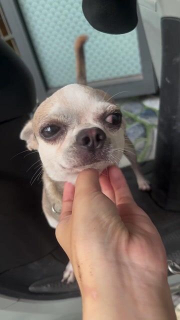 Chó Chihuahua đực 1 tuổi gưỡi biết giữ nhà. Mua bán Chó tại Huyện Vĩnh Cửu Đồng Nai được đăng bởi hương  hình 1