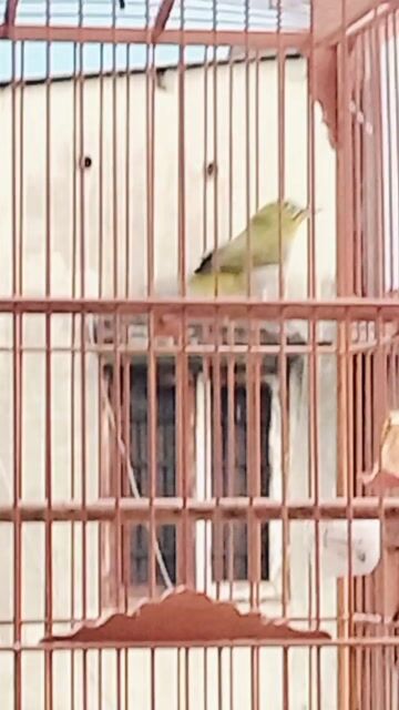 Chim Khuyên líu. Mua bán Chim tại Quận Gò Vấp Tp Hồ Chí Minh được đăng bởi Dau hình 1