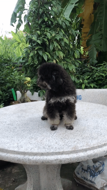 Chó Poodle Đen Đực. Mua bán Chó tại Quận 12 Tp Hồ Chí Minh được đăng bởi Bảo Khang Trần hình 1