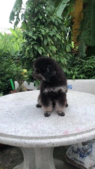 Chó Poodle Đen Đực. Mua bán Chó tại Quận 12 Tp Hồ Chí Minh được đăng bởi Bảo Khang Trần hình 1