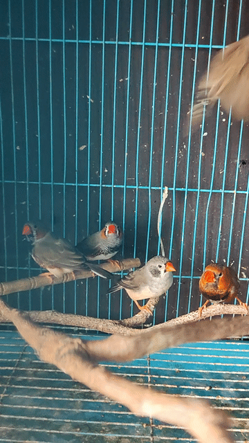 Chim Manh manh nhật. Mua bán Chim tại Huyện Tháp Mười Đồng Tháp được đăng bởi Minh Trung Nguyen hình 1