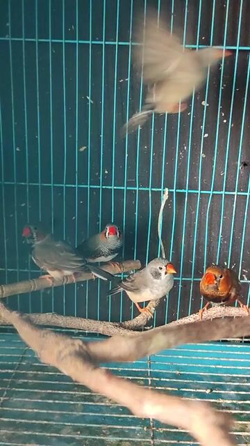 Chim Manh manh nhật. Mua bán Chim tại Huyện Tháp Mười Đồng Tháp được đăng bởi Minh Trung Nguyen hình 1