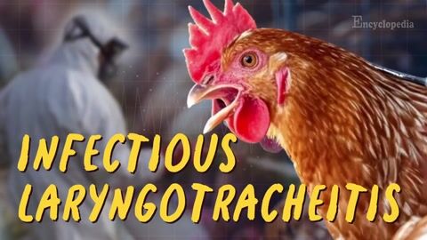 Infectious Laryngotracheitis Outbreaks on Poultry Farms in Serbia