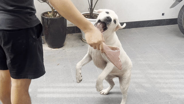 Chó Labrador Cái 7 tháng Trắng. Mua bán Chó tại Huyện Phúc Thọ Hà Nội được đăng bởi Tuyên hình 1