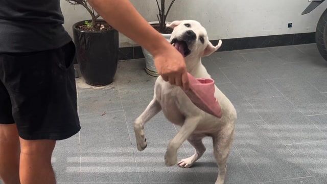 Chó Labrador Cái 7 tháng Trắng. Mua bán Chó tại Huyện Phúc Thọ Hà Nội được đăng bởi Tuyên hình 1
