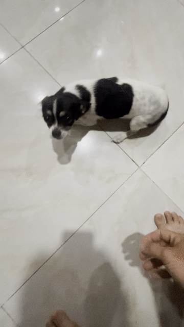 cần gả mấy e chihuahua nhà trồng được. Mua bán Chó tại Quận 6 Tp Hồ Chí Minh được đăng bởi Lâm trường hiếu hình 1