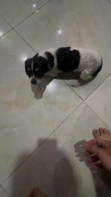 cần gả mấy e chihuahua nhà trồng được. Mua bán Chó tại Quận 6 Tp Hồ Chí Minh được đăng bởi Lâm trường hiếu hình 1