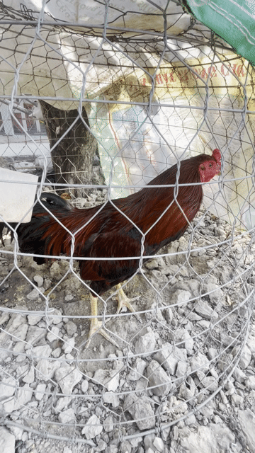 điều đỏ  2kg8 chưa đủ tai. Mua bán Gà tại Huyện Mỹ Tú Sóc Trăng được đăng bởi Duy Đạt hình 1