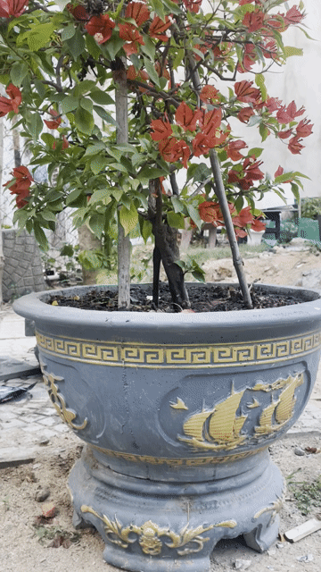 2 chậu Cây bông giấy màu đỏ. Mua bán Cây cảnh, đồ trang trí tại Quận Hải Châu Đà Nẵng được đăng bởi Võ Hữu Tài hình 1