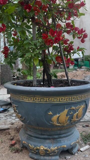 2 chậu Cây bông giấy màu đỏ. Mua bán Cây cảnh, đồ trang trí tại Quận Hải Châu Đà Nẵng được đăng bởi Võ Hữu Tài hình 1