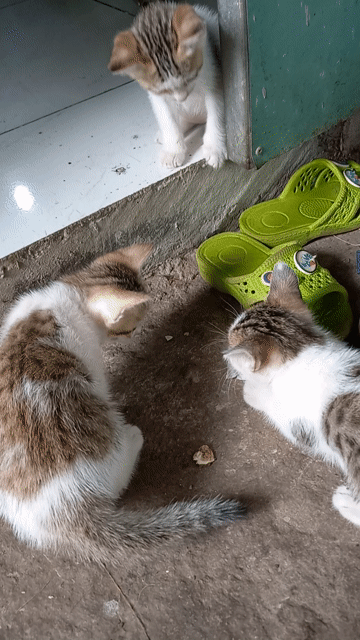 Mèo con Trắng vằn nâu 4 bé đã biết ăn. Mua bán Mèo tại Huyện Bình Chánh Tp Hồ Chí Minh được đăng bởi Diệu lê  hình 1